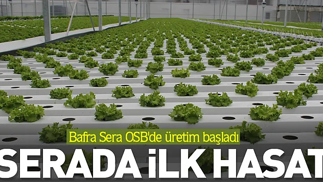 Serada ilk hasat