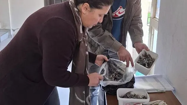 Balon balığıyla mücadeleye destek