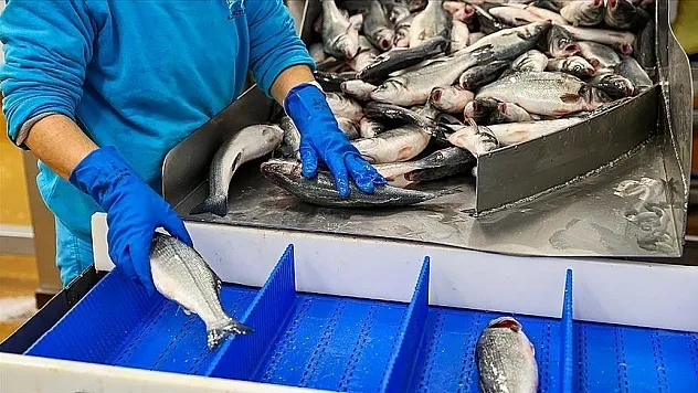 Doğu Karadeniz'den 7,3 milyon dolarlık su ürünü ihraç edildi