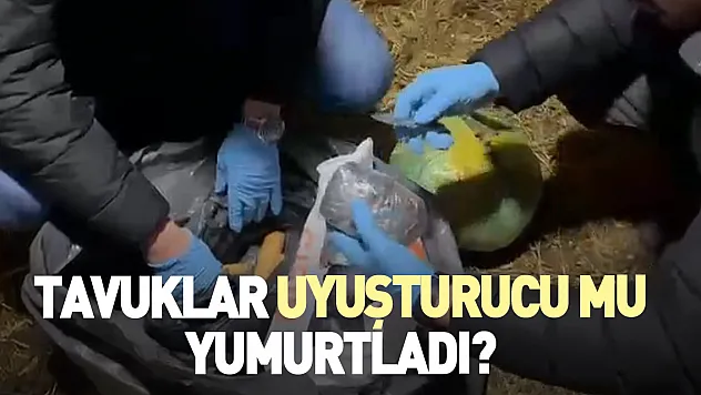 Tavuklar uyuşturucu mu yumurtladı?