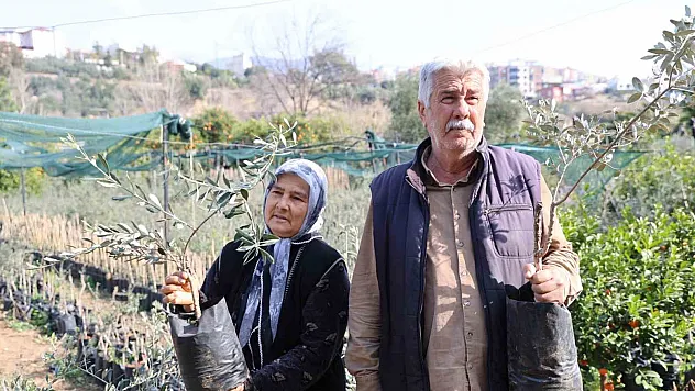 Dağdan topladıkları zeytin fidanlarını aşılayıp dayanıklı zeytin ağacı ortaya çıkardılar