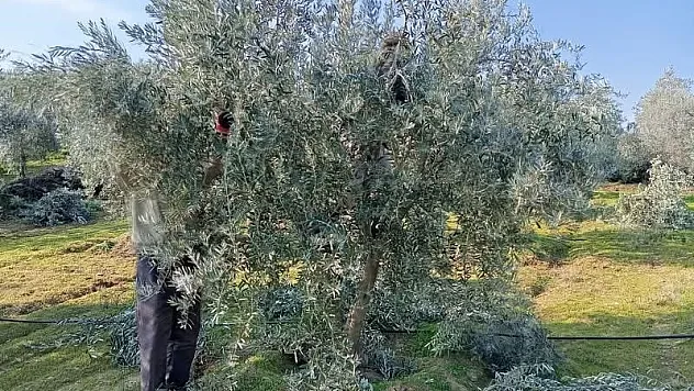 Sarıgöl'de zeytin budama çalışmalarına başladı