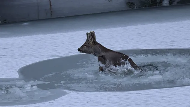 Karacanın zor anları