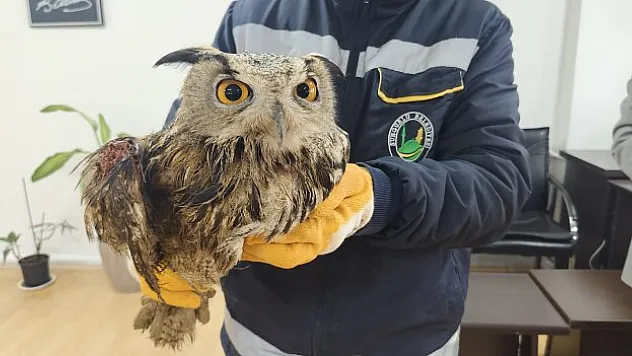 Yaralı baykuş tedavi altında