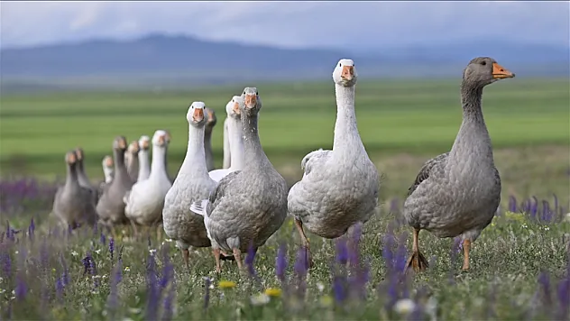 Devlet desteğiyle 20 çiftçiye 1980 kaz dağıtılacak