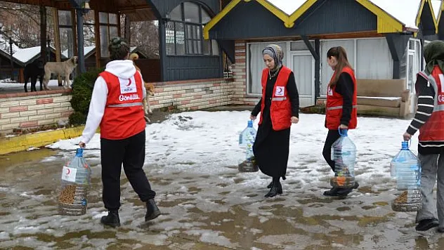 Kızılay sokak hayvanları beslendi