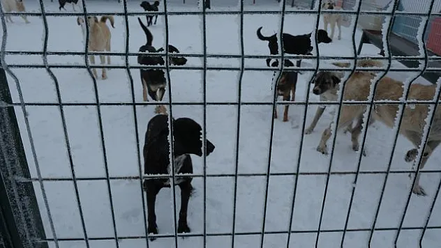 Yozgat'ta 'Evcil Köy' projesi