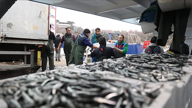 Hamsi bolluğu balıkçıların yüzünü güldürdü