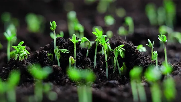 Bakanlık, 81 ilin bitki rehberini hazırlıyor