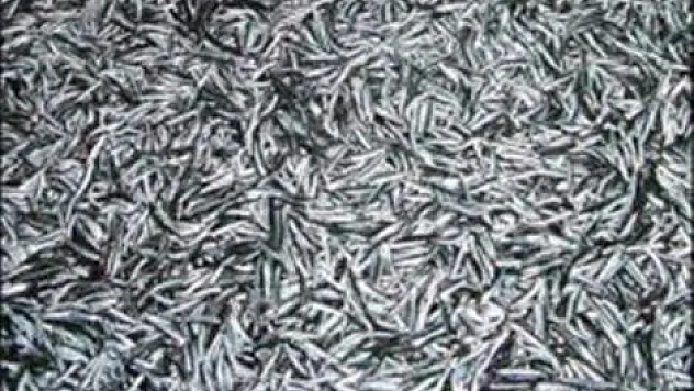 Fransızlar Hamsiyi sevdiler