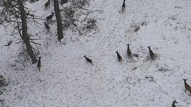 Doğadaki Cerrah kartpostallık görüntüler çekti