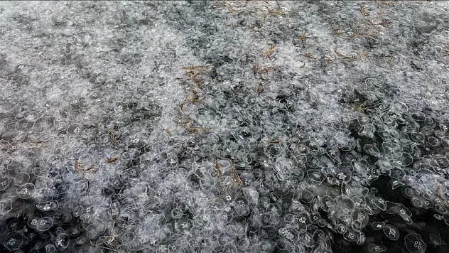 Binlerce denizanası görüntülendi