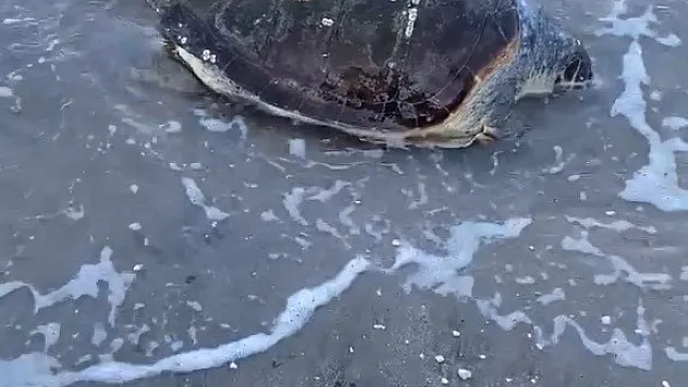 Deniz kaplumbağası kıyıya vurdu
