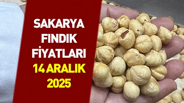 14 Aralık Sakarya Fındık Fiyatları | İç Piyasa Talebi Güçlü, İlçelerde Seçicilik Arttı
