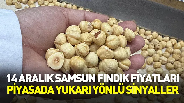 14 Aralık Samsun Fındık Fiyatları | Piyasada Yukarı Yönlü Sinyaller