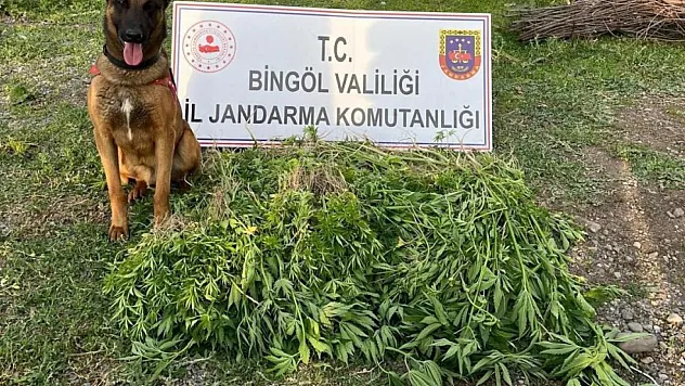 14 bin 933 kök kenevir ele geçirildi
