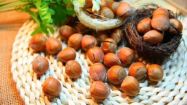14 Mart 2026 Bartın fındık fiyatları | Çakıldak, tombul ve sivri fındık kaç TL?