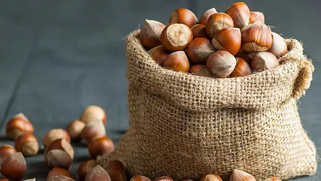14 Mart 2026 Kocaeli fındık fiyatları açıklandı | Kandıra ve merkezde son durum