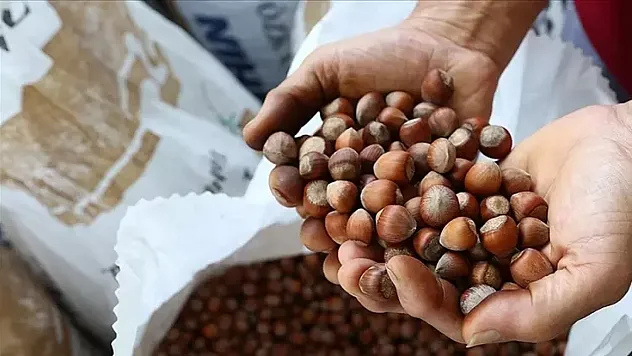 14 Mart 2026 Sakarya fındık fiyatları açıklandı | İlçe ilçe son durum