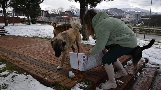 Sokak hayvanlarına OMÜ'den sıcak yardım