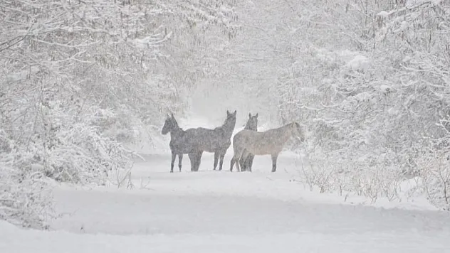 Samsun'da yaban hayatı koruma sahasında hayvanlar yemlendi