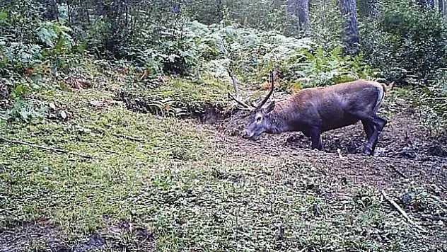 Vahşi yaşam kayıt altına alındı