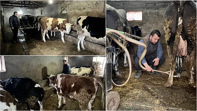 Devlet desteğiyle kurduğu çiftlikte ayda 45 ton süt üretiyor