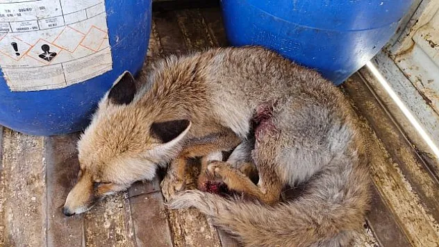 Tilki tedavi altına alındı