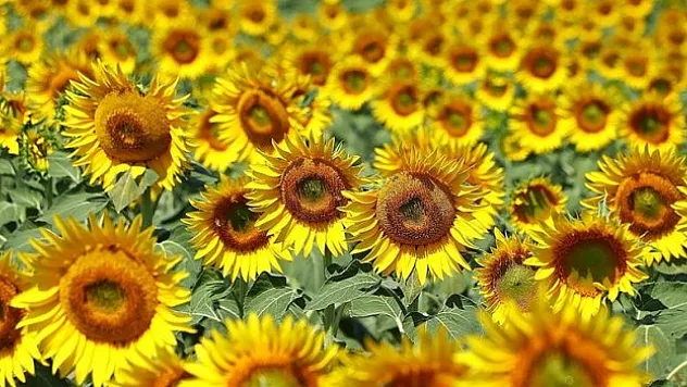 Ayçiçek yağı sıkıntısı yok