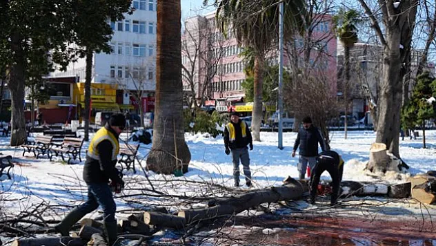 Can ve mal tehdidi oluşturan ağaçlar kesildi