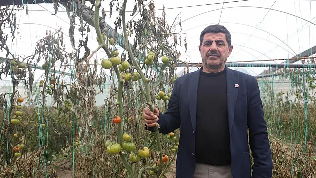 Kapya biberi don vurdu