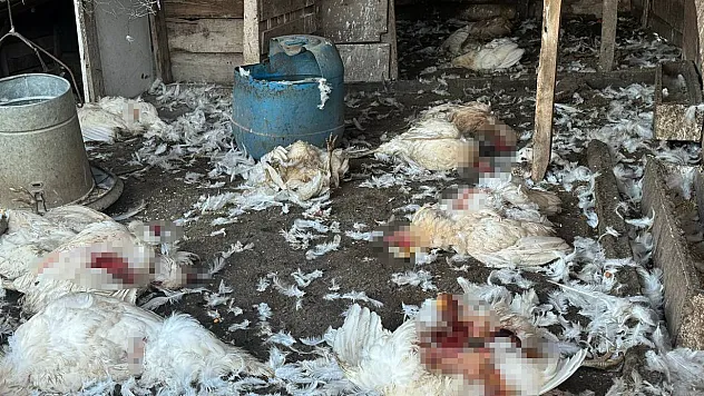 Bursa'da başıboş köpekler çiftlikteki koyun ve tavuklara saldırdı