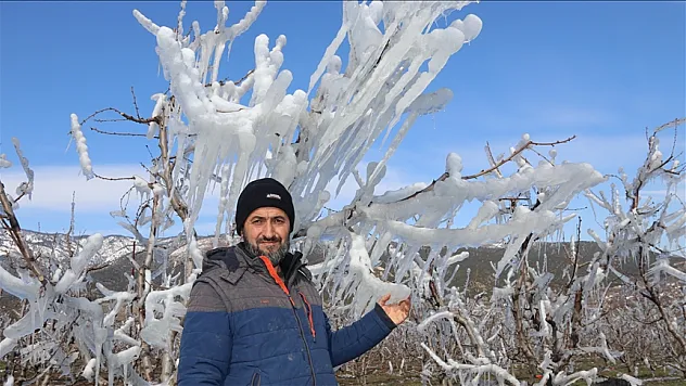 Meyve ağaçlarını buz tutturarak koruyor