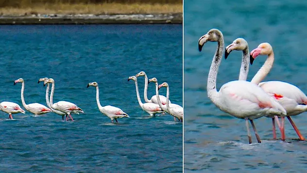 Flamingolar için 'güvenli liman'