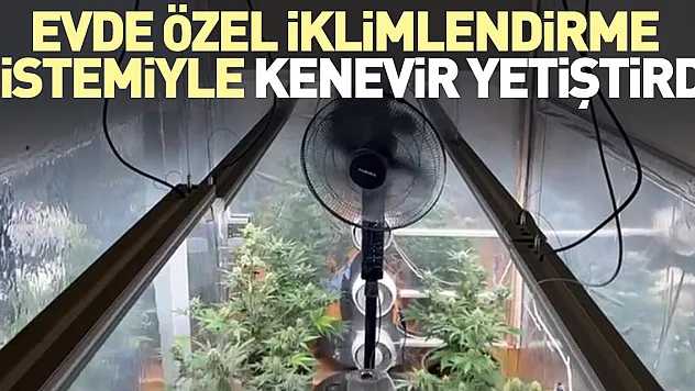 Evde özel iklimlendirme sistemiyle kenevir yetiştirdi