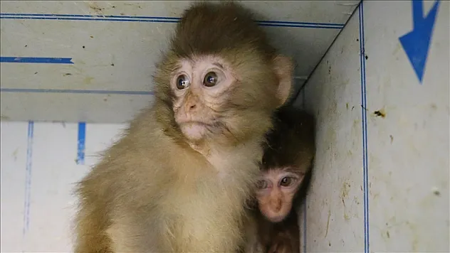 Gümrükte ele geçirildi, korumaya alındı