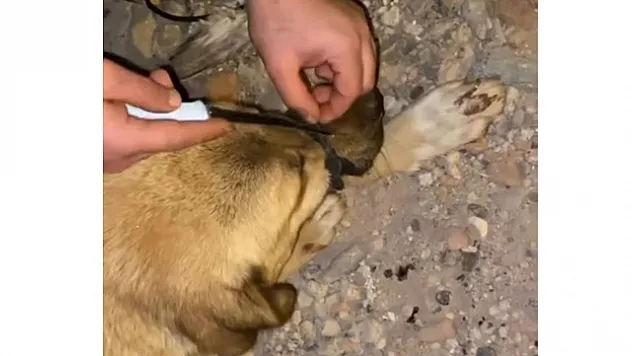 Ağzı bağlanan köpeği, polis ve vatandaşlar kurtardı