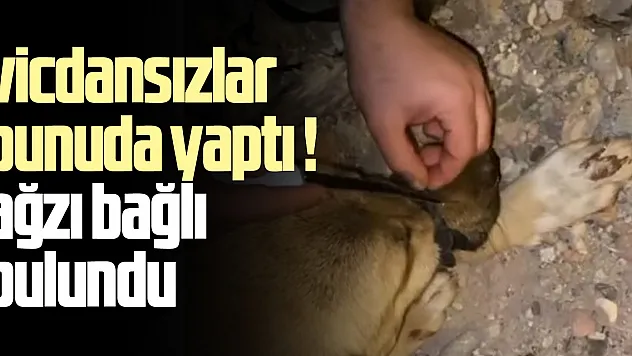 Diyarbakır'da ağzı bağlanan köpeği, polis ve vatandaşlar kurtardı