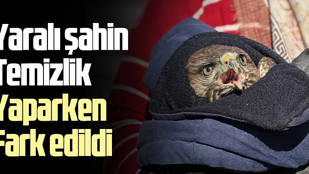 yaralı şahini temizlik yaparken fark edildi