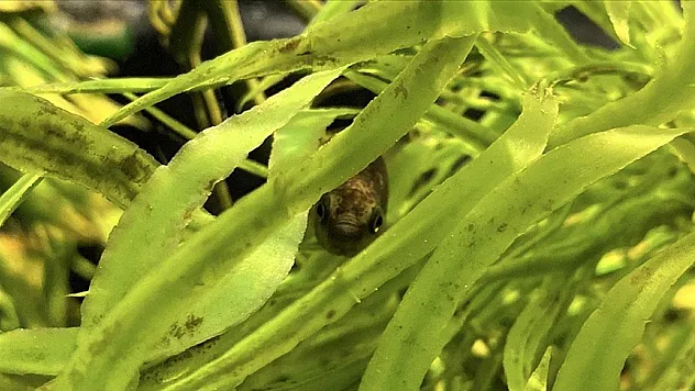 'Sakarya çizgili sazancığı' koruma altına alındı