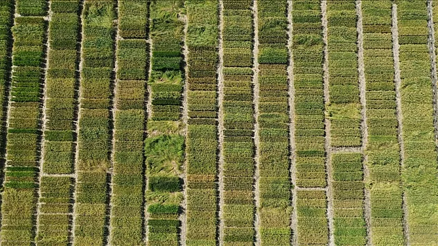 Edirne, en çok çeltik üretilen kent oldu