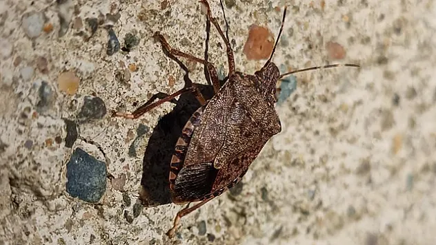 Kahverengi kokarca ile mücadele