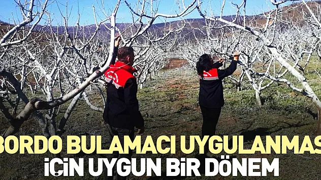 Bordo bulamacı uygulanması için uygun bir dönem