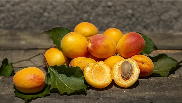 İklim değişikliğinden etkilenen kayısı göz altına alındı