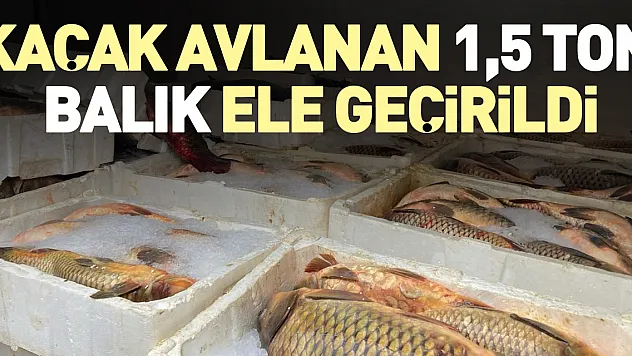 Kaçak avlanan 1,5 ton balık ele geçirildi