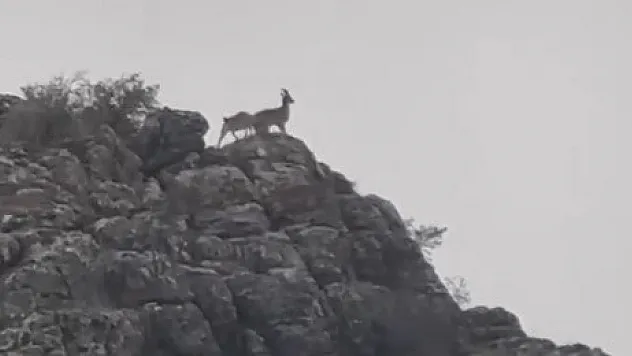 Dağ keçileri sürü halinde görüntülendi