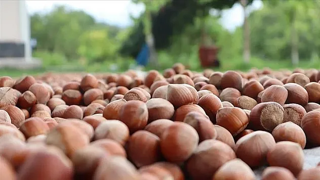 Giresun'da fındık 137-142 lira arasında değişiyor