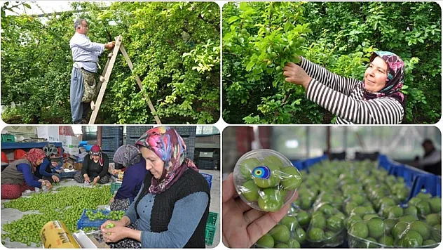 Örtü altında erik hasadı devam ediyor