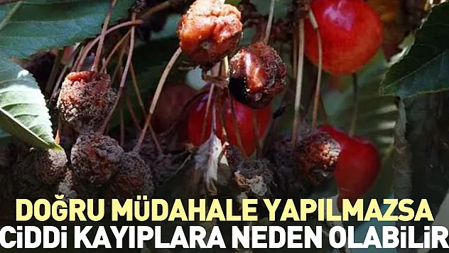 Doğru müdahale yapılmazsa ciddi kayıplara neden olabilir