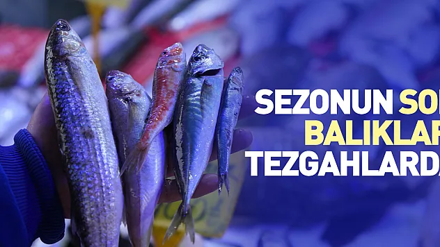 Sezonun son balıkları tezgahlarda